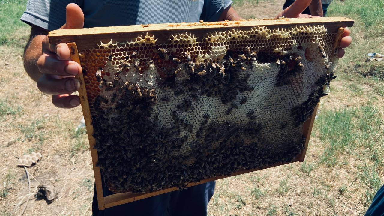 Пасечник держит рамку с пчёлами и сотами